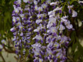 Wisteria floribunda Purple Patches IMG_3712 Glicynia kwiecista